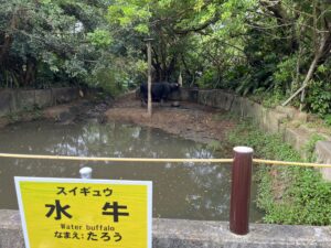 【修学旅行3日目】石垣やいま村&石垣島鍾乳洞